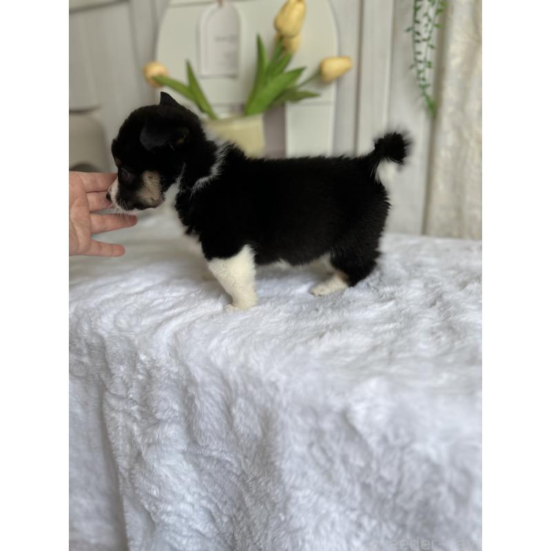 販売中の愛媛県のウェルシュコーギーペンブローク-448617の3枚目