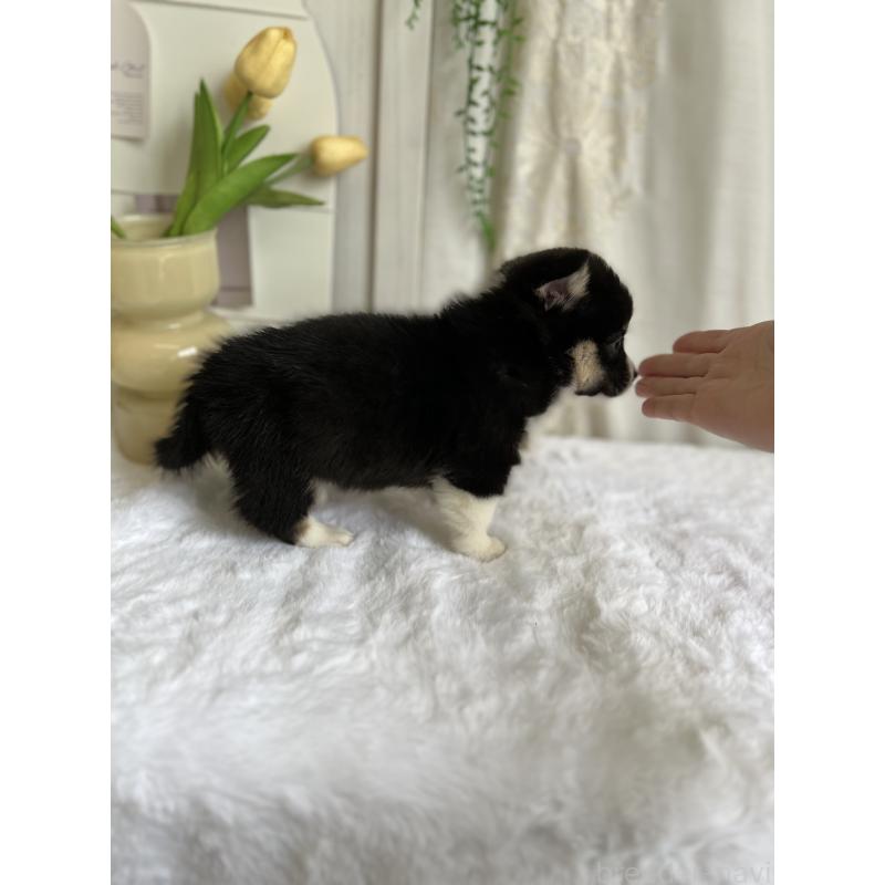 販売中の愛媛県のウェルシュコーギーペンブローク-448617の2枚目