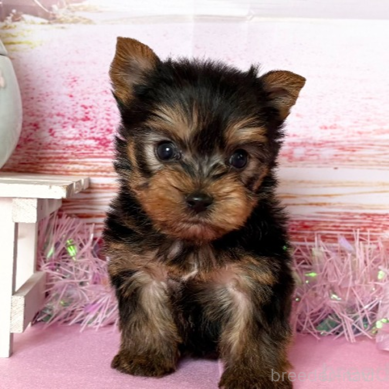 販売中の秋田県のヨークシャーテリア-446323