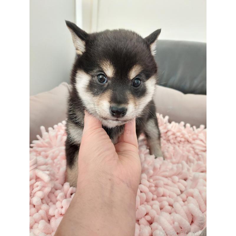 販売中の高知県の豆柴-439779