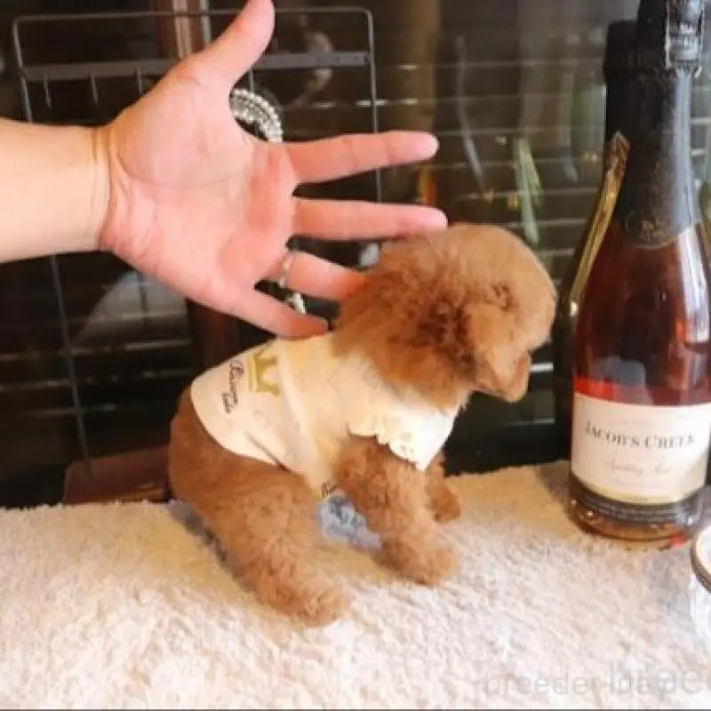 販売中の埼玉県のティーカッププードル-448618の5枚目