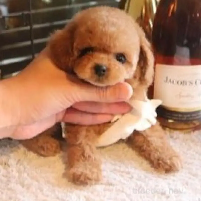 販売中の埼玉県のティーカッププードル-448618の4枚目