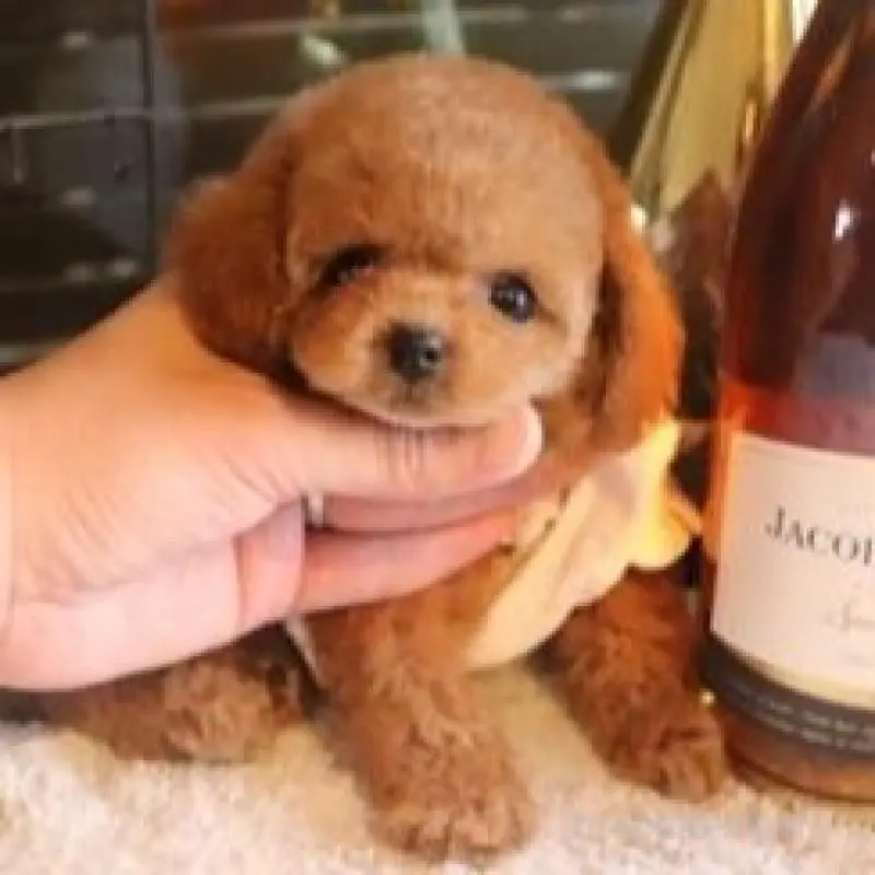 販売中の埼玉県のティーカッププードル-448618の3枚目