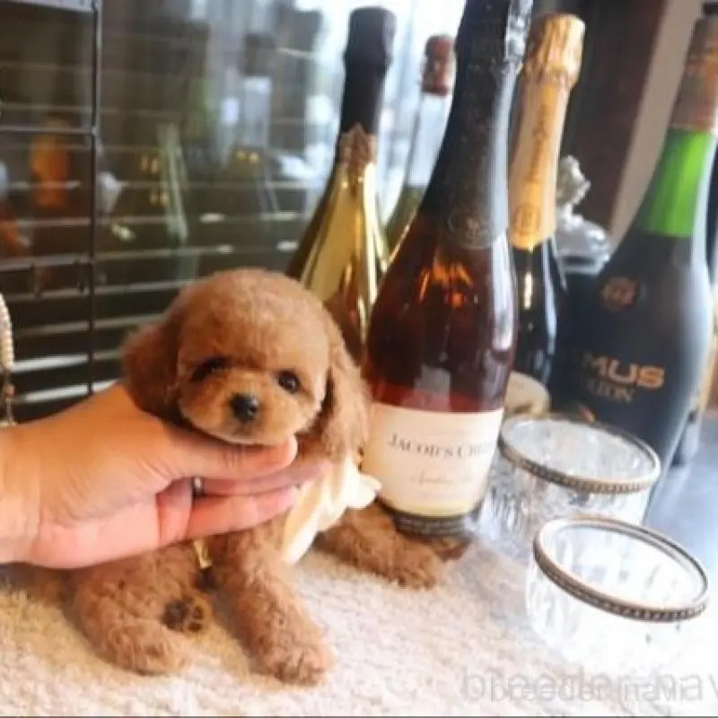 販売中の埼玉県のティーカッププードル-448618の2枚目