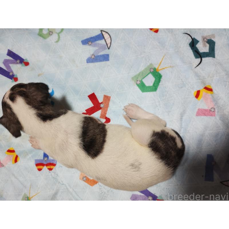 販売中の広島県のウィペット-448619の4枚目