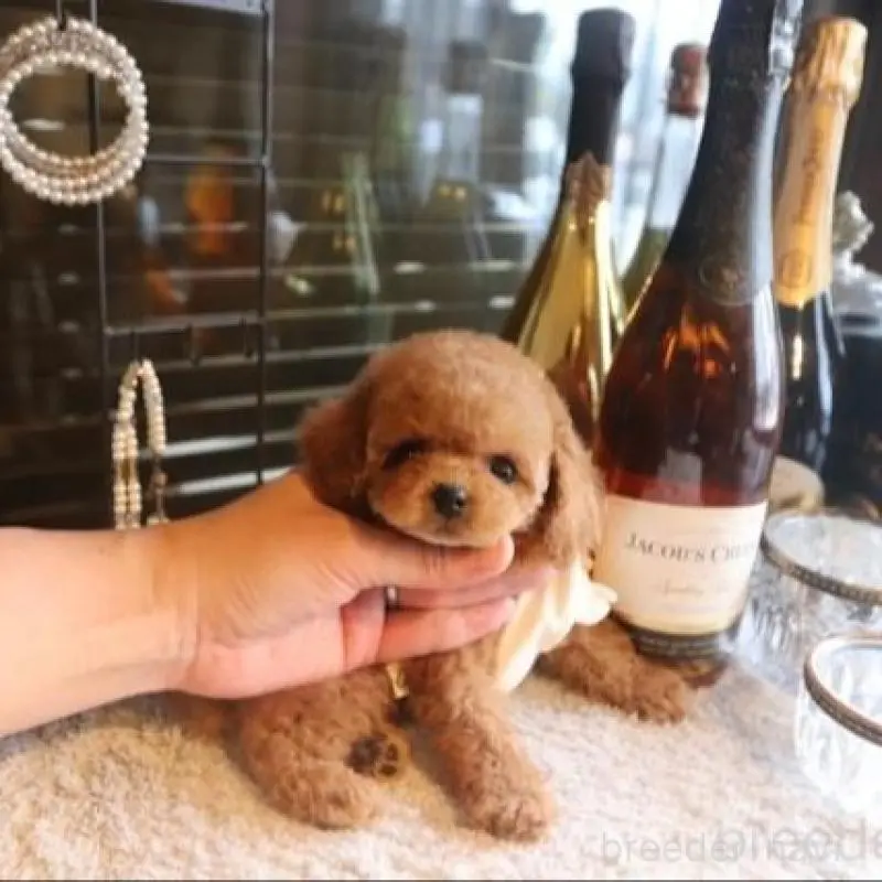 販売中の埼玉県のティーカッププードル-448618の1枚目