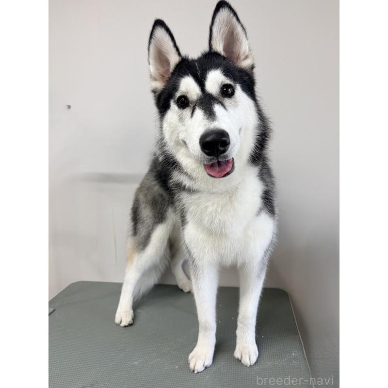 販売中の群馬県のシベリアンハスキー-448621の2枚目