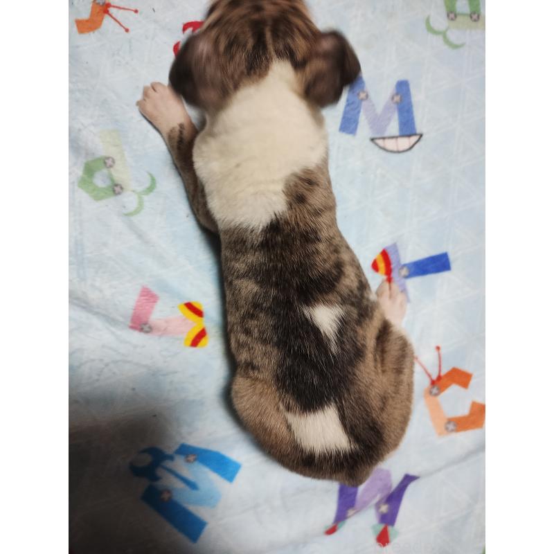 販売中の広島県のウィペット-448620の4枚目