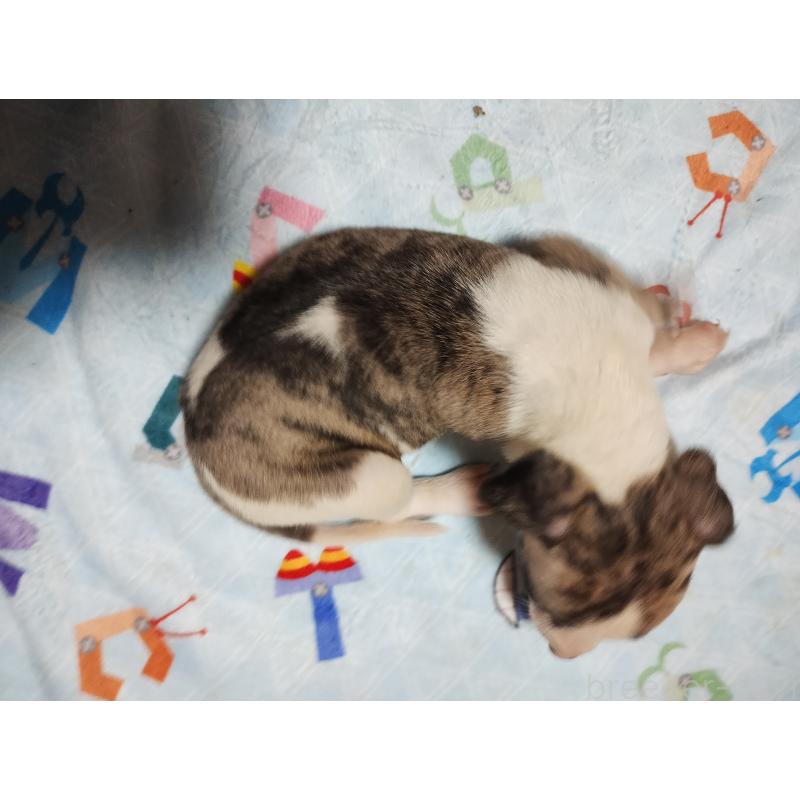 販売中の広島県のウィペット-448620の3枚目