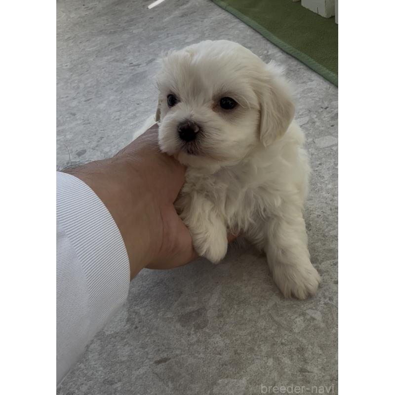 販売中の福岡県のミックス犬-448622の4枚目