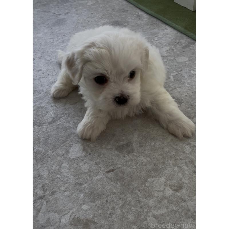 販売中の福岡県のミックス犬-448622の3枚目