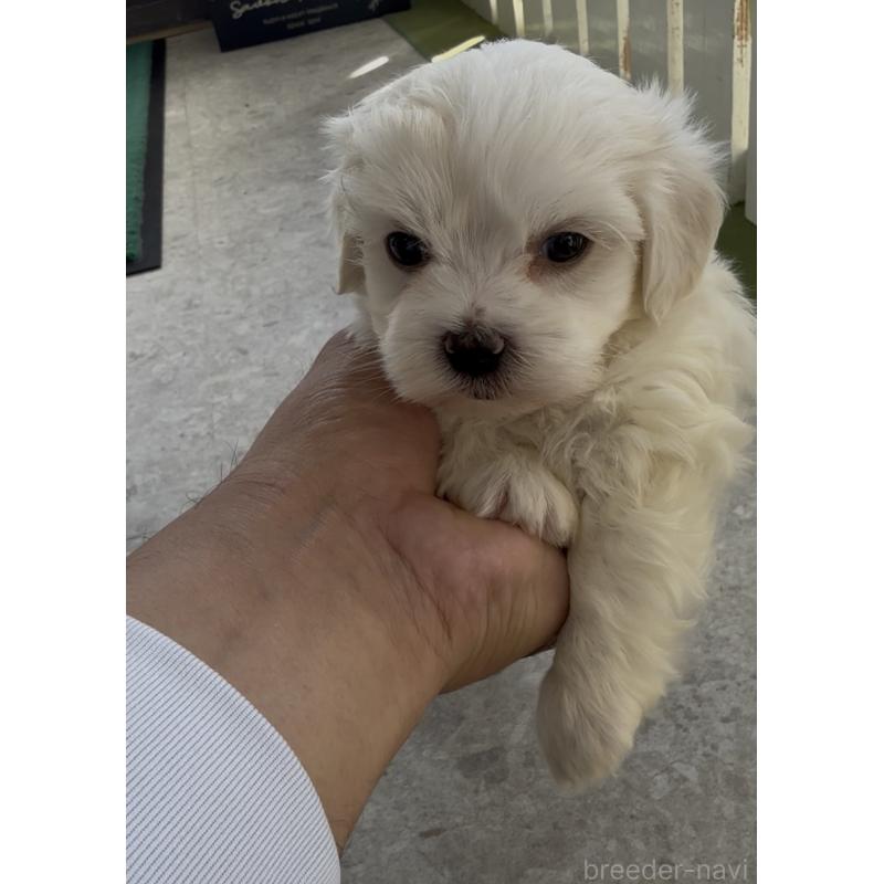 販売中の福岡県のミックス犬-448622の2枚目