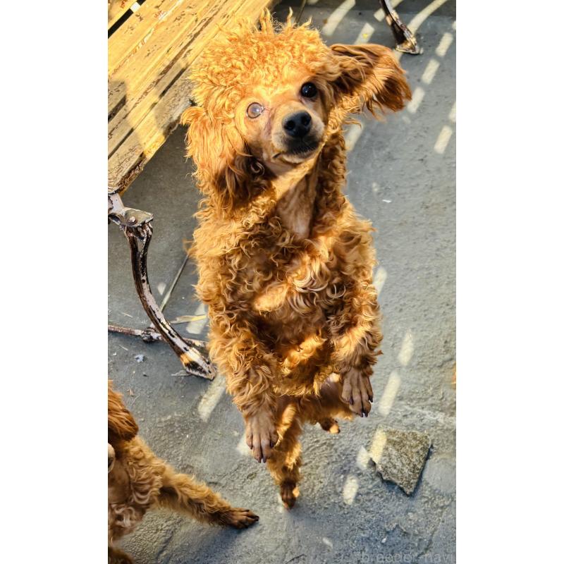 販売中の神奈川県のミニチュアプードル-390477