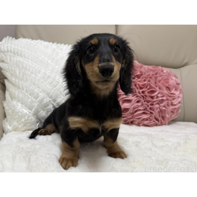 販売中の栃木県のミニチュアダックスフンド(ロングヘアード)-448575の2枚目