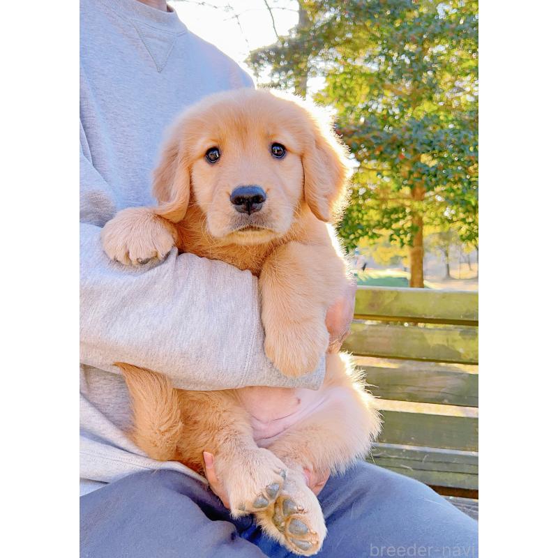 販売中の岐阜県のゴールデンレトリーバー-440330の15枚目