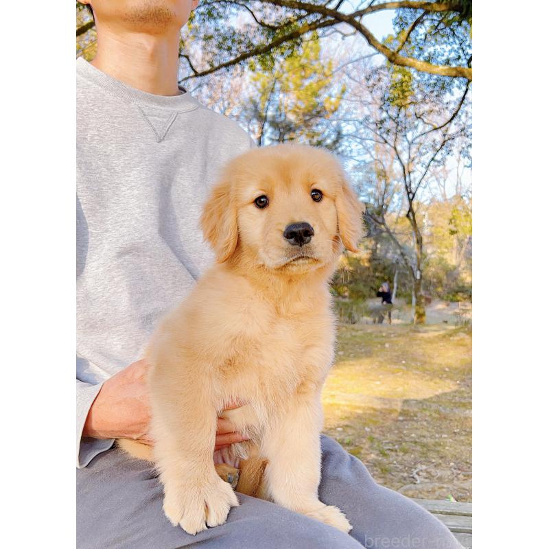 販売中の岐阜県のゴールデンレトリーバー-440330の14枚目