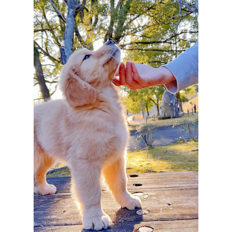 販売中の岐阜県のゴールデンレトリーバー-440330の13枚目