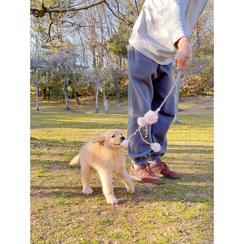 販売中の岐阜県のゴールデンレトリーバー-440330の12枚目