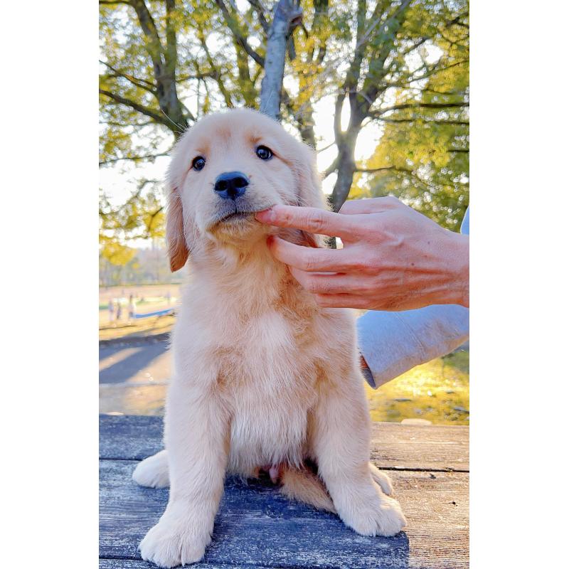 販売中の岐阜県のゴールデンレトリーバー-440330の11枚目