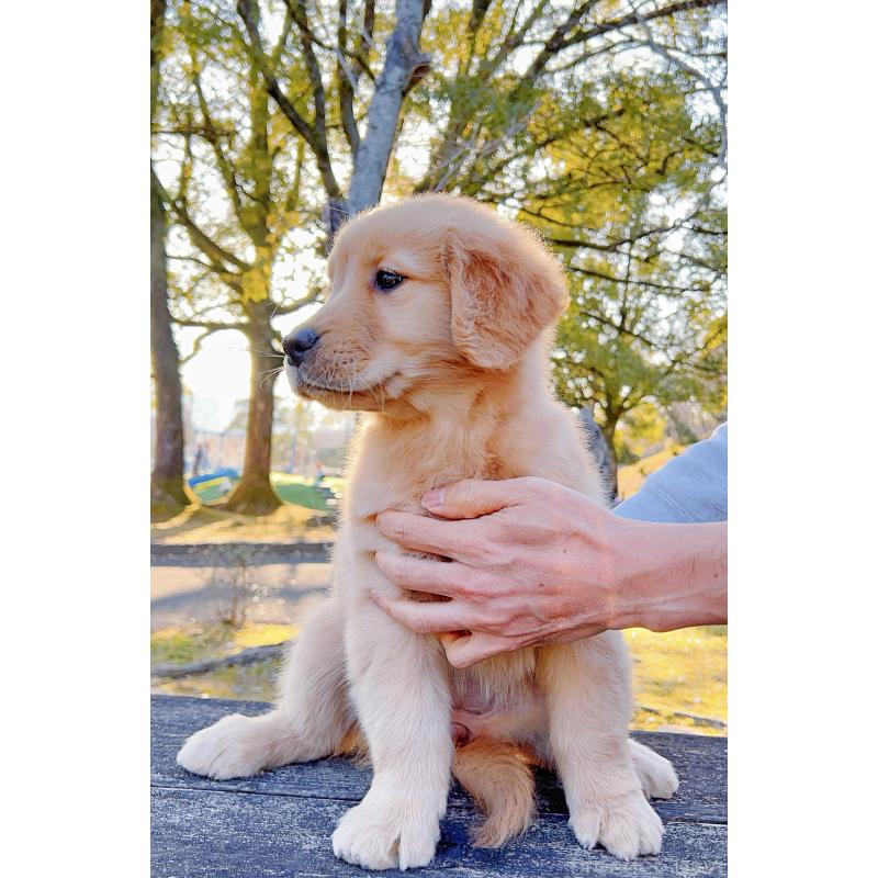 販売中の岐阜県のゴールデンレトリーバー-440330の10枚目