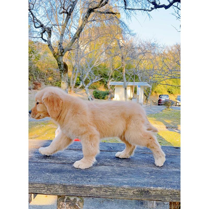 販売中の岐阜県のゴールデンレトリーバー-440330の9枚目