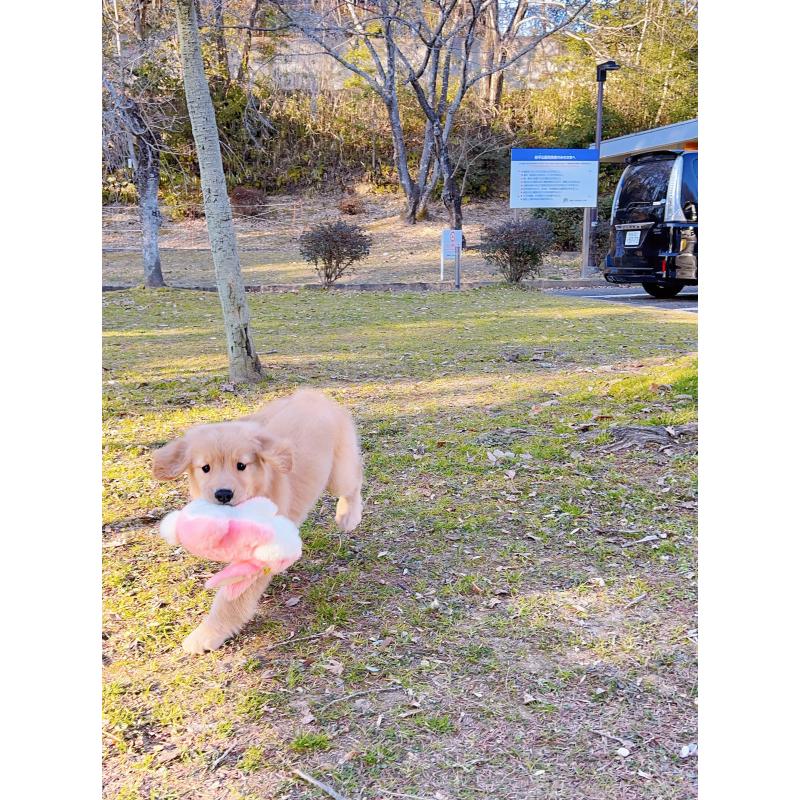 販売中の岐阜県のゴールデンレトリーバー-440330の8枚目