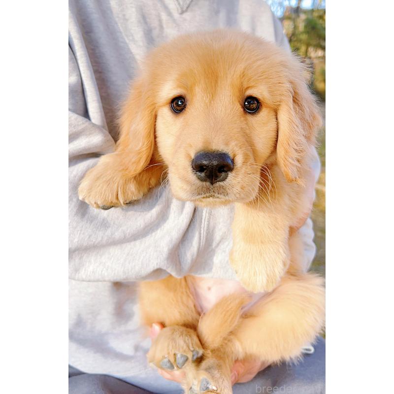 販売中の岐阜県のゴールデンレトリーバー-440330の7枚目