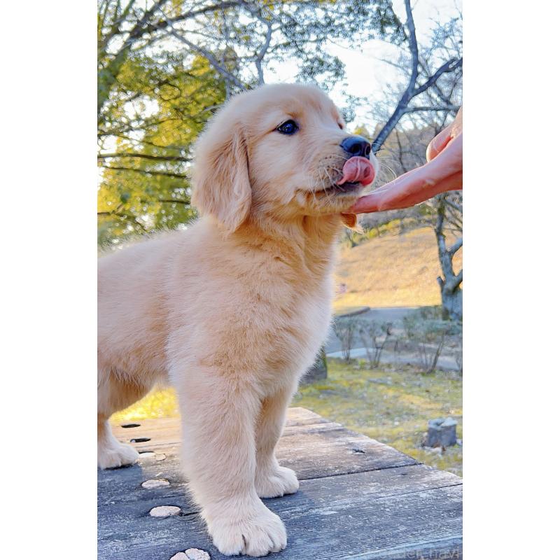 販売中の岐阜県のゴールデンレトリーバー-440330の6枚目