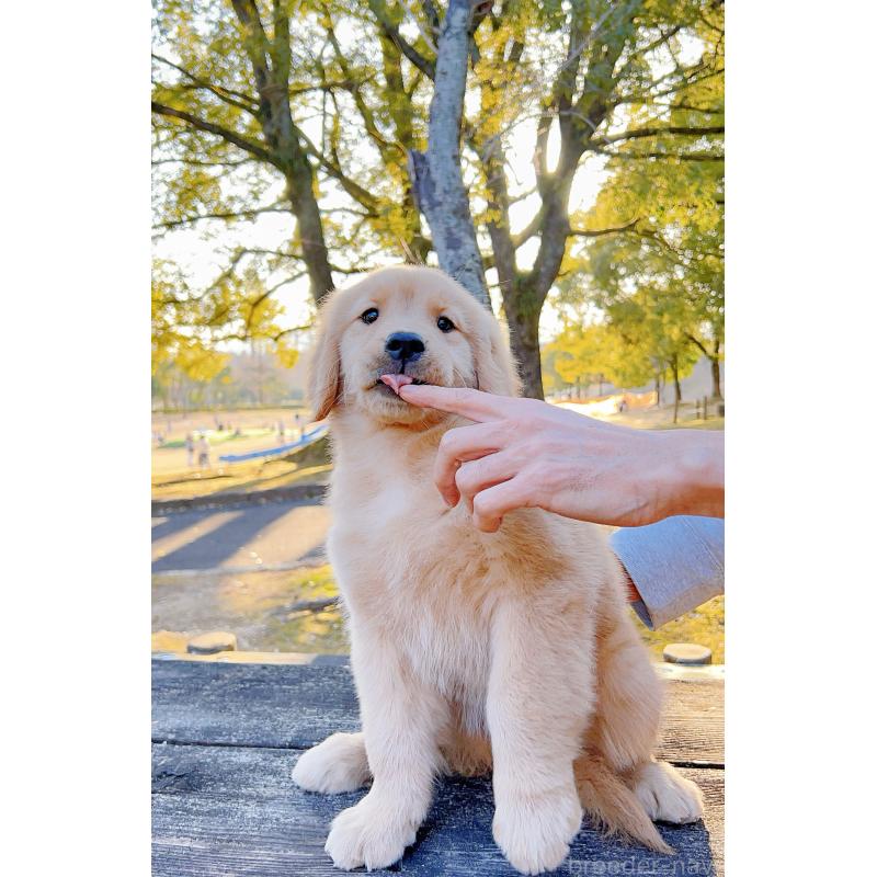 販売中の岐阜県のゴールデンレトリーバー-440330の5枚目