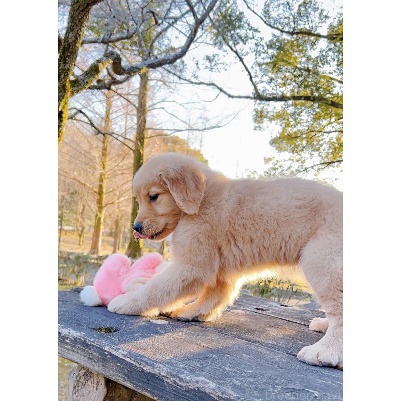 販売中の岐阜県のゴールデンレトリーバー-440330の4枚目