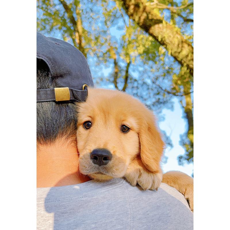 販売中の岐阜県のゴールデンレトリーバー-440330の2枚目