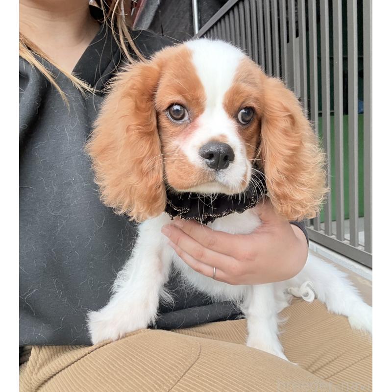 販売中の埼玉県のキャバリアキングチャールズスパニエル-429386の3枚目