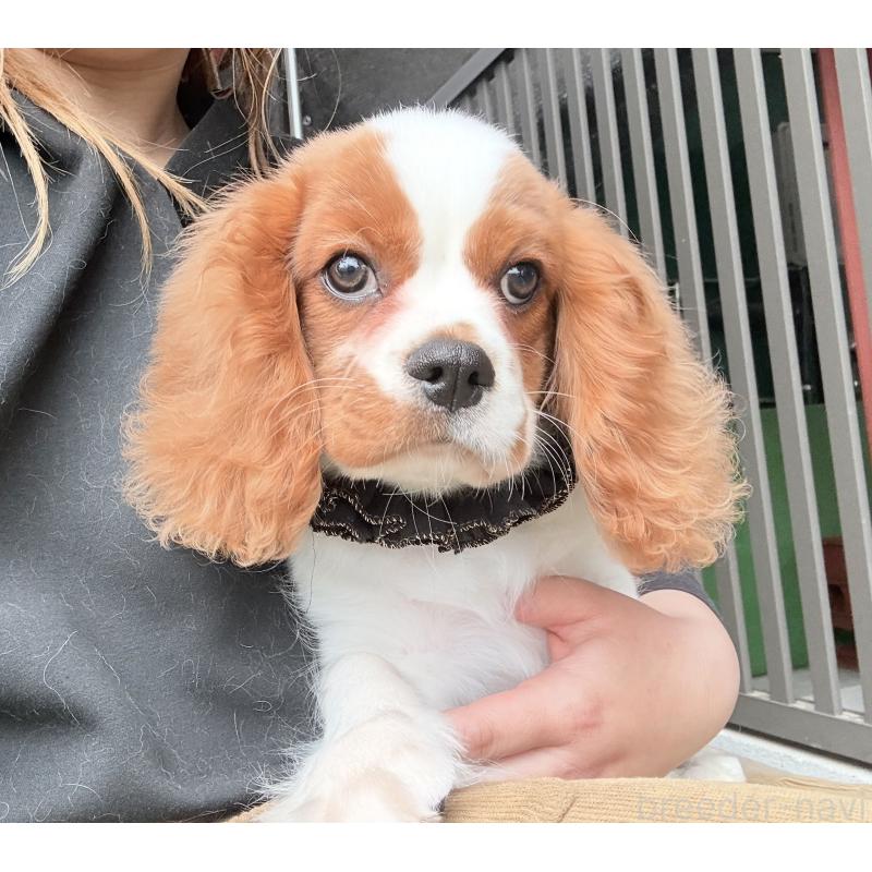 販売中の埼玉県のキャバリアキングチャールズスパニエル-429386の2枚目