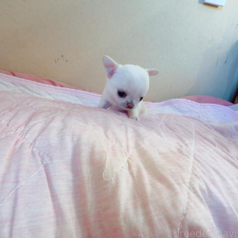 販売中の香川県のチワワ(スムースコート)-448624の3枚目