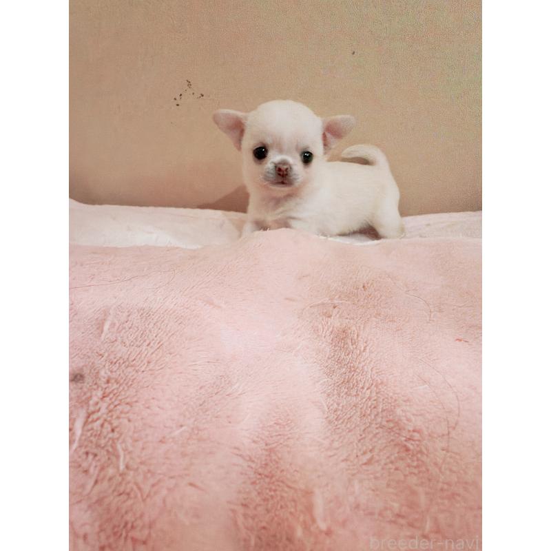 販売中の香川県のチワワ(スムースコート)-448624の2枚目