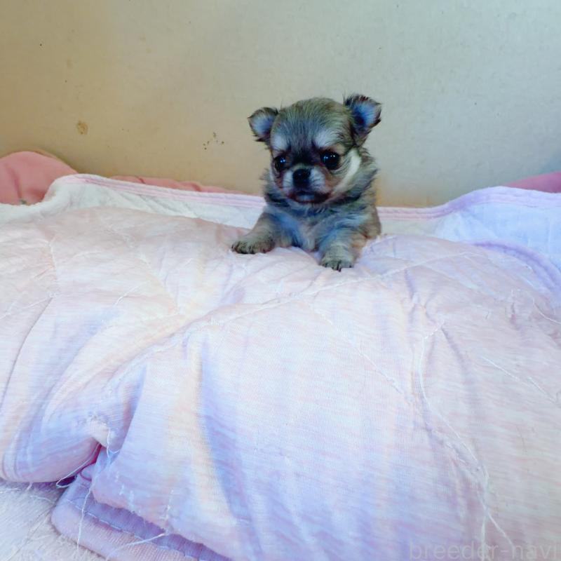 販売中の香川県のチワワ(ロングコート)-448625の3枚目