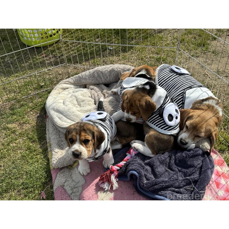 販売中の和歌山県のビーグル-448630の3枚目