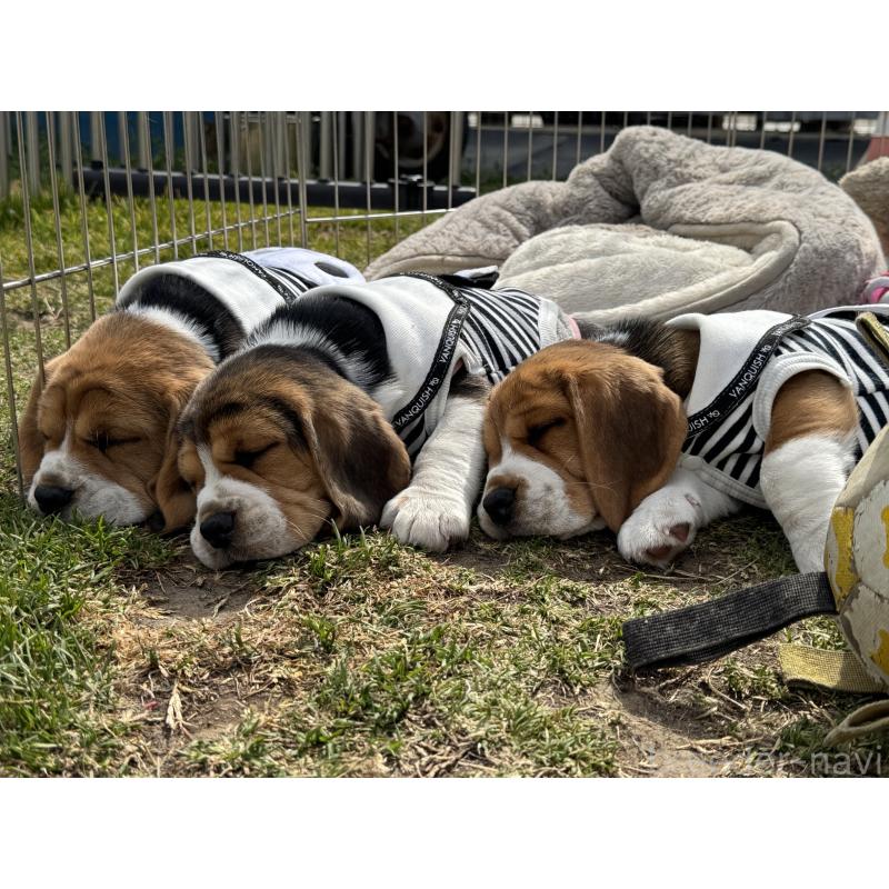 販売中の和歌山県のビーグル-448630の2枚目