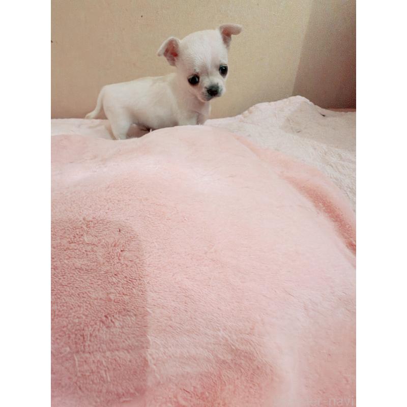 販売中の香川県のチワワ(スムースコート)-448628の4枚目