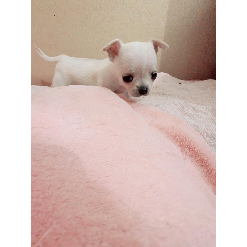 販売中の香川県のチワワ(スムースコート)-448628の2枚目