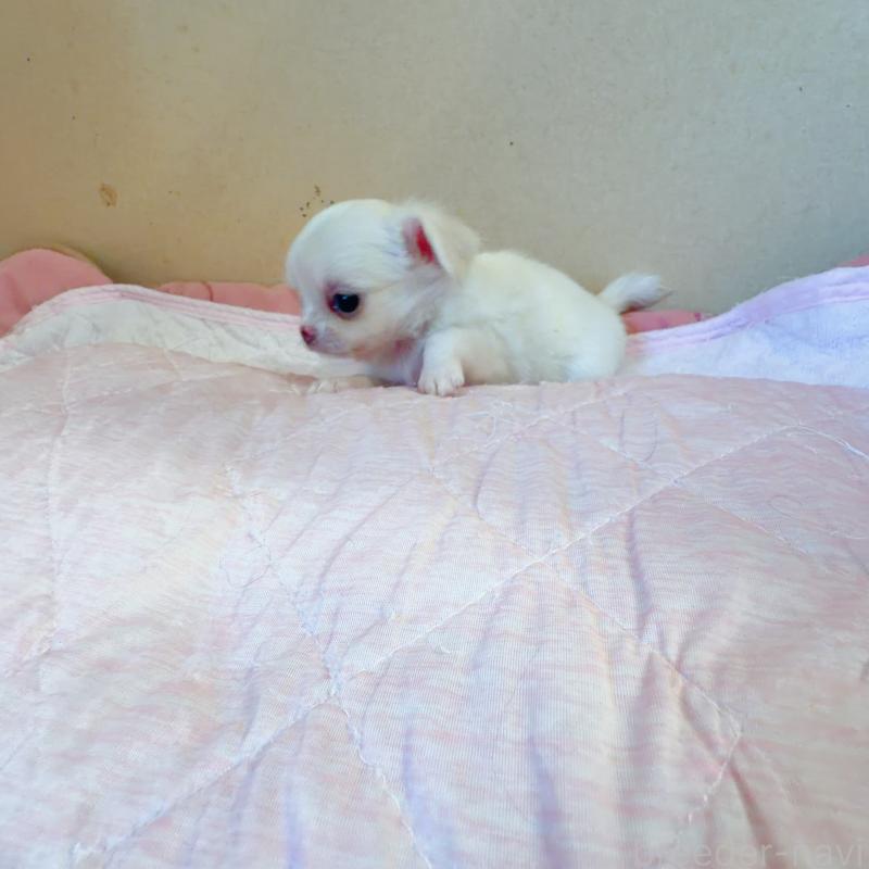 販売中の香川県のチワワ(ロングコート)-448629の2枚目