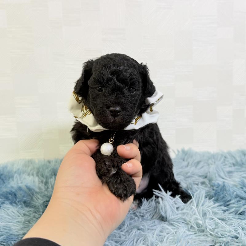 販売中の埼玉県のマルプー:マルチーズ×トイプードル-448023