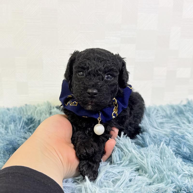 販売中の埼玉県のマルプー:マルチーズ×トイプードル-448024