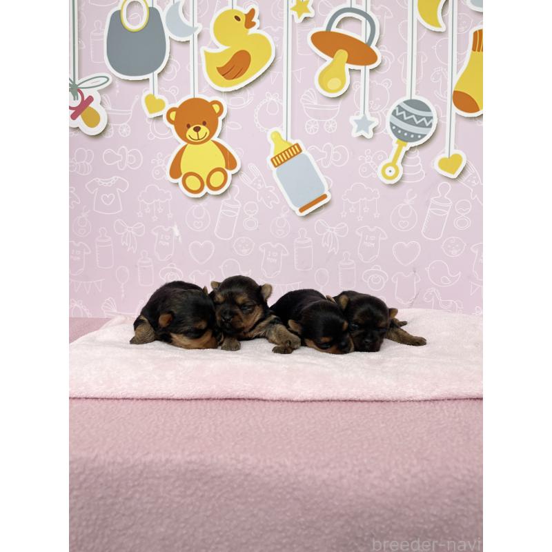 販売中の東京都のヨークシャーテリア-448680の6枚目