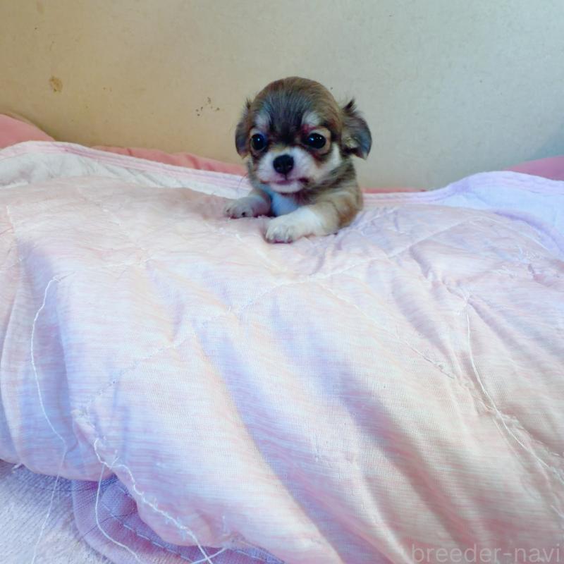 販売中の香川県のチワワ(ロングコート)-448631の4枚目