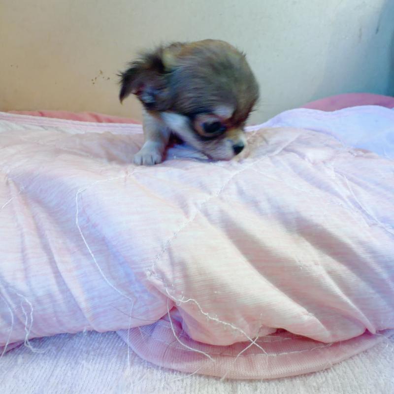 販売中の香川県のチワワ(ロングコート)-448631の3枚目