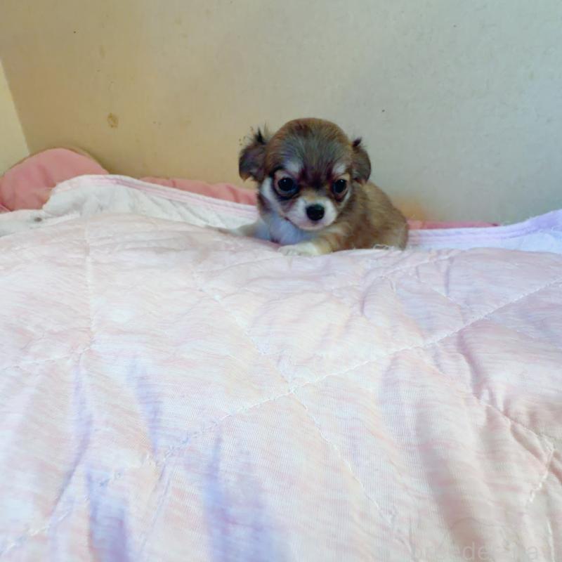 販売中の香川県のチワワ(ロングコート)-448631の2枚目