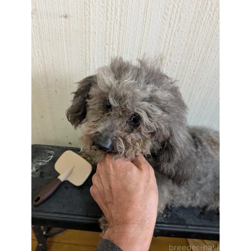 販売中の茨城県のトイプードル-448634の3枚目