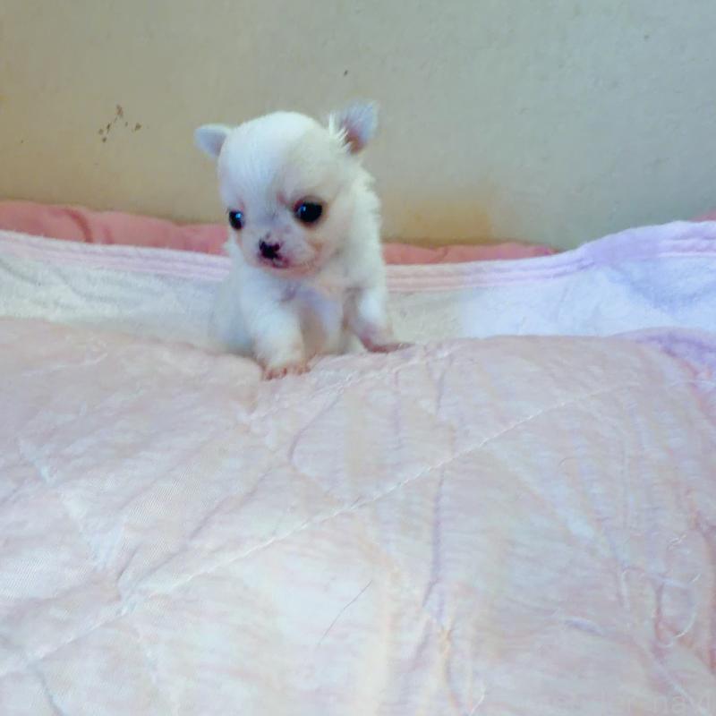 販売中の香川県のチワワ(ロングコート)-448632の4枚目