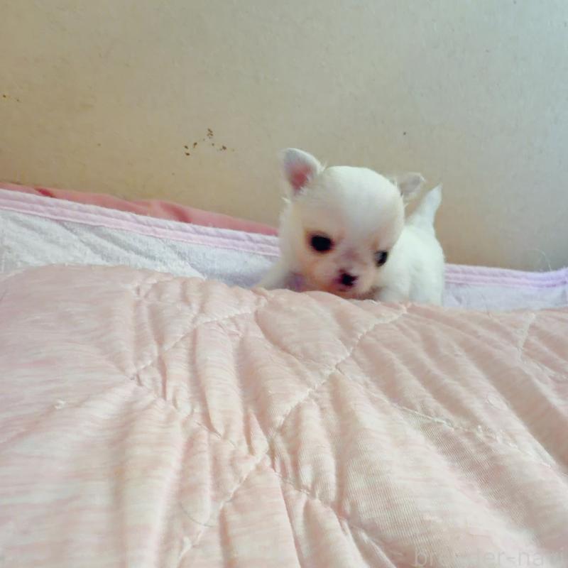 販売中の香川県のチワワ(ロングコート)-448632の3枚目